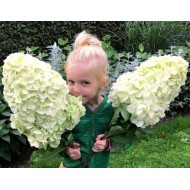 Гортензия метельчатая Hydrangea paniculata Hercules